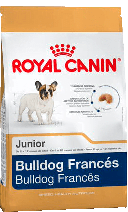 Bulldog Frances Puppy X 3Kg