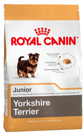 Yorkshire Terrier Puppy X 3Kg